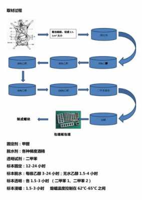 常规制作切片过程（切片制作流程）-图3