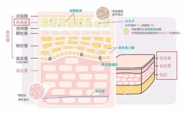 皮肤细胞新生的过程（皮肤的新生细胞生产于哪一层）-图2