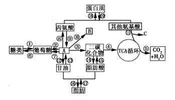 过程有（甘氨酸参与的代谢过程有）-图2