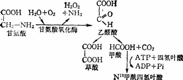 过程有（甘氨酸参与的代谢过程有）-图3