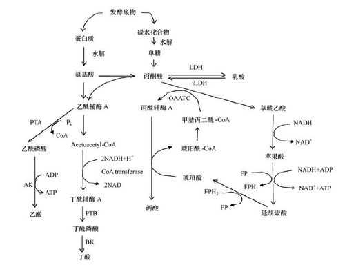 丙酸变为乳酸的过程（丙酸转变为乙酸）-图1