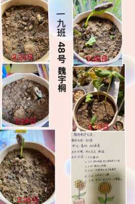 种花撒种子过程（播撒花种子步骤）-图2