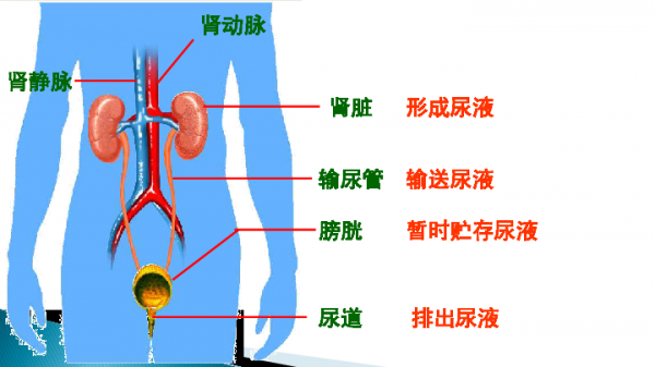 尿的排放过程（尿的排放过程是什么）-图3