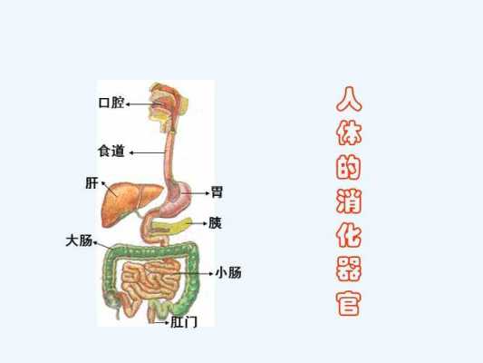 人食物消化过程视频（食物消化过程视频演讲）-图1