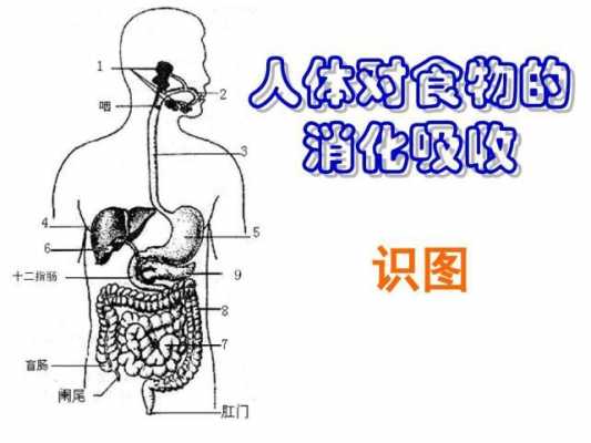 人食物消化过程视频（食物消化过程视频演讲）-图2