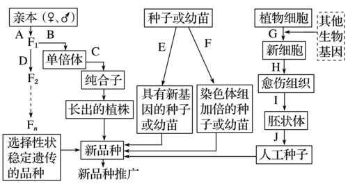 诱变育种全过程（诱变育种的流程图）-图1