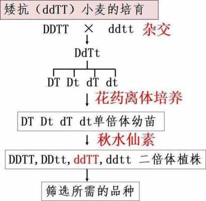 诱变育种全过程（诱变育种的流程图）-图2