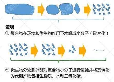 降解过程图（降解示意图）-图2