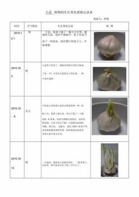 大蒜发芽过程的表格（大蒜发芽过程画图记录）-图1