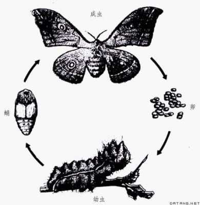 柞蚕育种过程（柞蚕制种流程）-图1