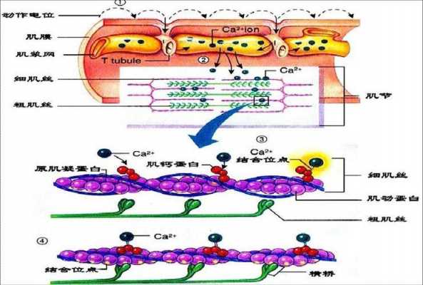 肌肉兴奋收缩的过程（肌肉兴奋收缩原理）-图3