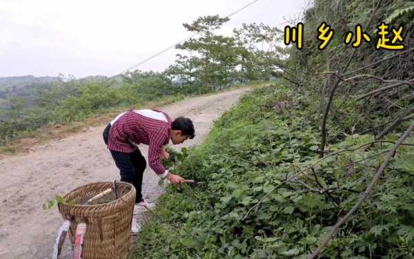 打猪草教学过程（打猪草打猪草）-图2