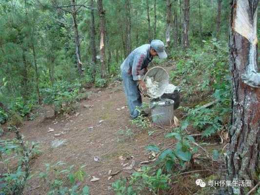 松香采集过程（松香采集过程图片）-图1