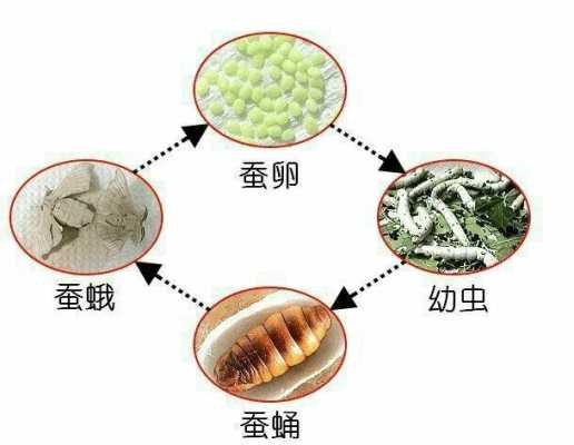 桑蚕蜕变过程（桑蚕蜕变过程图片）-图1