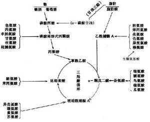 乙酸的消化过程（乙酸的活化）-图1