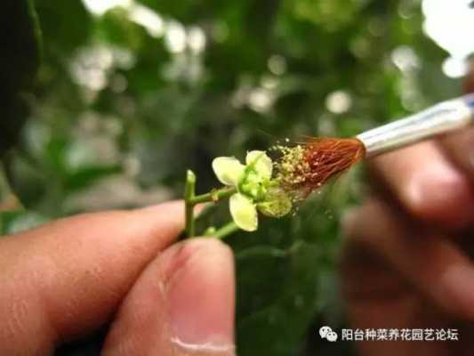 雌花授粉过程（雌花可以给雌花授粉吗）-图3