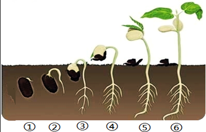 菜豆种子萌芽过程（菜豆种子萌发形成幼苗的过程）-图1