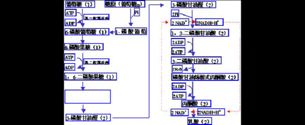 葡萄糖转化过程（葡萄糖转化过程图解）-图3