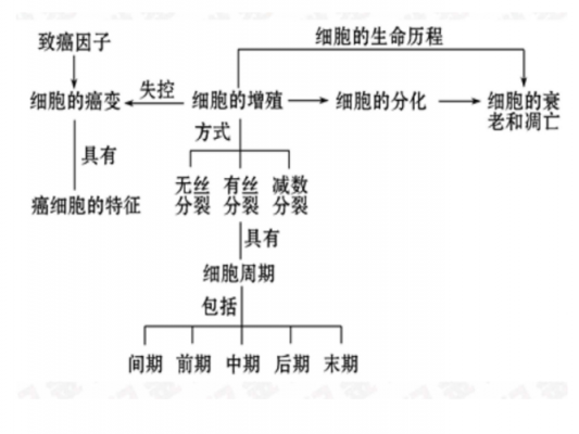 衰老细胞的凋亡过程（衰老细胞和凋亡细胞）-图2