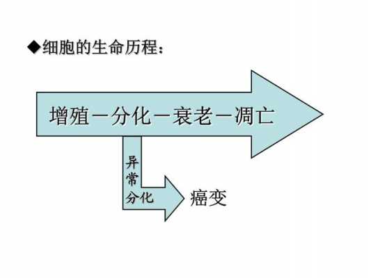 衰老细胞的凋亡过程（衰老细胞和凋亡细胞）-图3