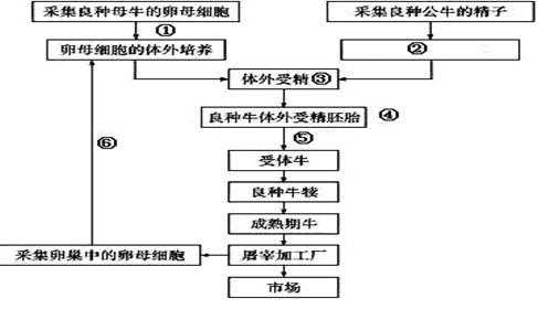 试管动物的基本过程（试管动物的流程图）-图2