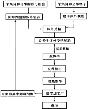 试管动物的基本过程（试管动物的流程图）-图3