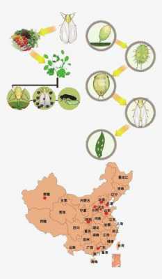 虫子成长过程（虫子成长过程图片简单画）-图3