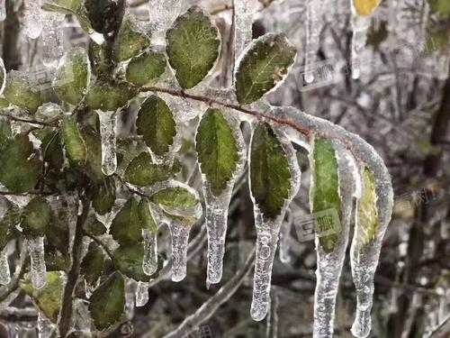 冻雨发生的过程（冻雨一般发生在哪里）-图3