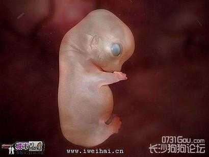 小狗胚胎成长过程（狗从胚胎到出生）-图2