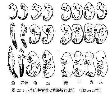 小狗胚胎成长过程（狗从胚胎到出生）-图1