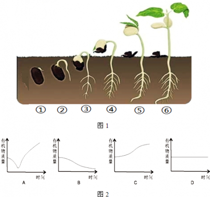 种子发展过程（种子发展过程配画）-图3