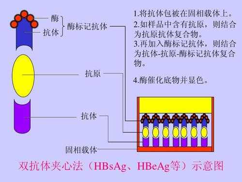 ELISA检测蛋白过程（elisa检测蛋白酶活性原理）-图2