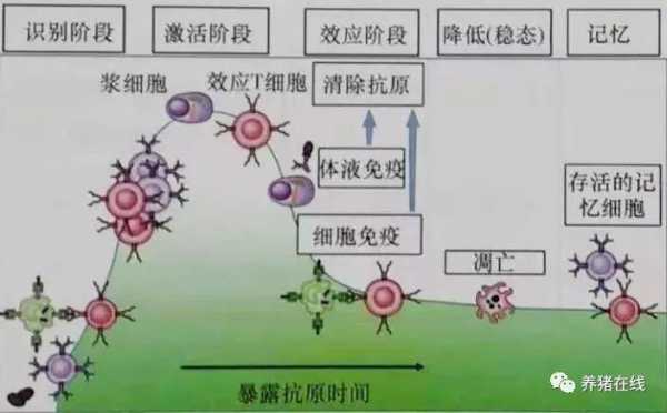 机体抵御病毒的过程（机体如何对抗病毒）-图1