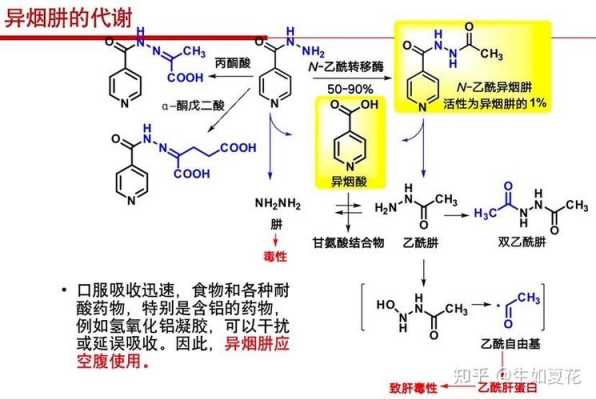 异烟肼代谢过程（异烟肼代谢个体有快慢差异吗）-图1