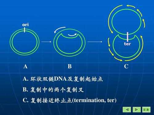 环状dna复制过程图（环状dna复制方式是单链还是双链）-图2