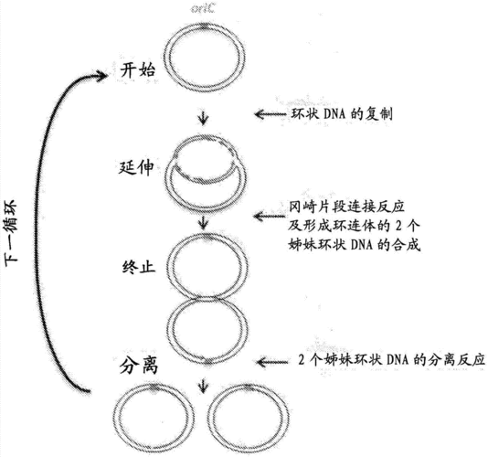 环状dna复制过程图（环状dna复制方式是单链还是双链）-图1