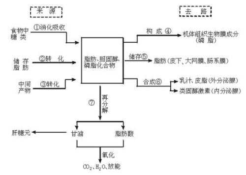 酿造蛋白分解的过程（发酵过程中蛋白质怎么转化为糖）-图2