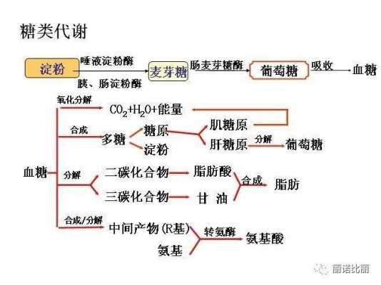 酿造蛋白分解的过程（发酵过程中蛋白质怎么转化为糖）-图3