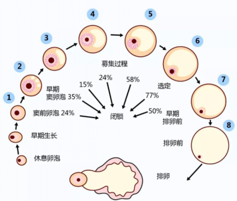 排卵过程（卵巢排卵过程）-图2