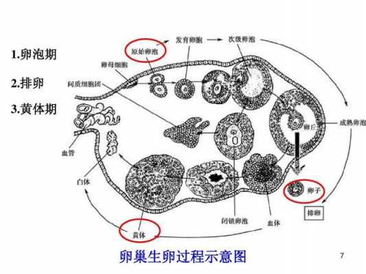 排卵过程（卵巢排卵过程）-图3