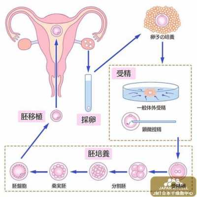 人工受精短方案过程（人工受精全过程需要多长时间）-图1