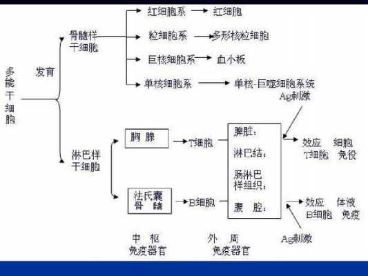 白细胞形成过程（白细胞形成过程视频）-图1