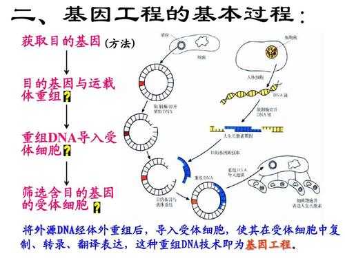 重组dna基本过程（重组dna基本过程包括哪些）-图2