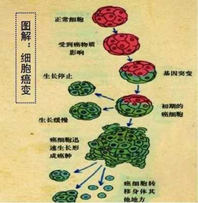 癌细胞增殖过程（癌细胞增殖过程中能发生变异吗?）-图3