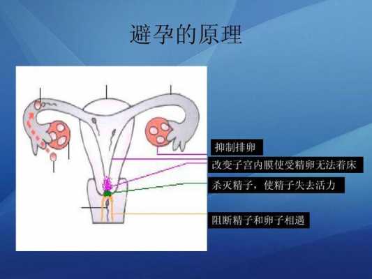 子宫内膜受孕过程（子宫内膜最适合受精卵着床的时期是什么）-图3