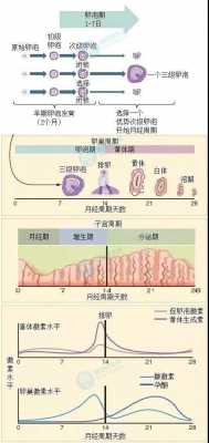 子宫内膜受孕过程（子宫内膜最适合受精卵着床的时期是什么）-图1