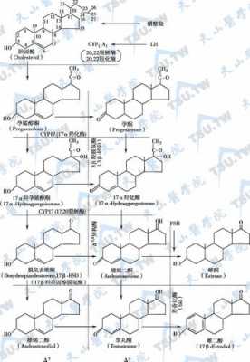 卵巢孕酮合成过程（卵巢孕酮合成过程图片）-图1