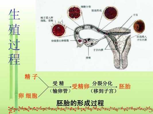 人类受精过程ppt（人类受精过程不包含下列哪一个步骤）-图1