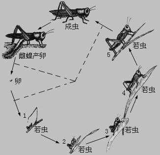 蝗虫脱皮发育过程属于（蝗虫幼虫的外壳在蜕皮前后）-图1