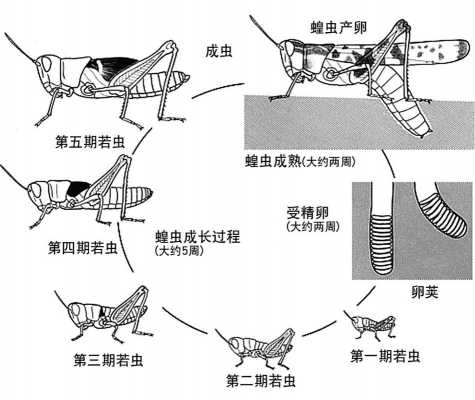 蝗虫脱皮发育过程属于（蝗虫幼虫的外壳在蜕皮前后）-图2